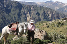 Au pays du Paso Péruvien en randonnée équestre au Pérou - Randocheval